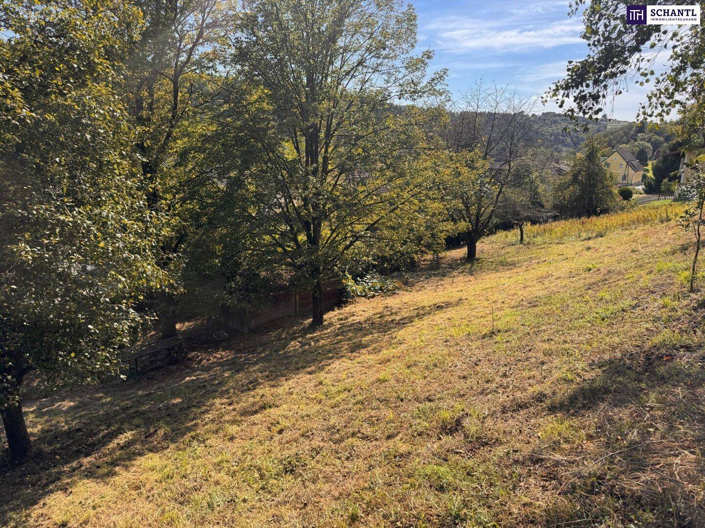 Sonniger, leicht abfallender Hang mit Bäumen und trockenem Gras unter blauem Himmel.