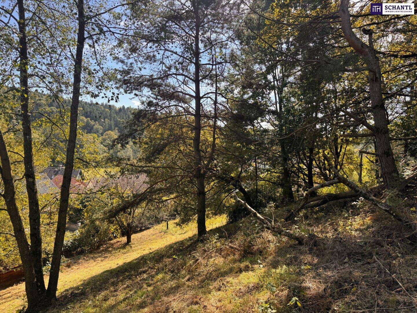 Sonniger, bewaldeter Hang mit Bäumen und Blick auf die umliegende Natur und Häuser.