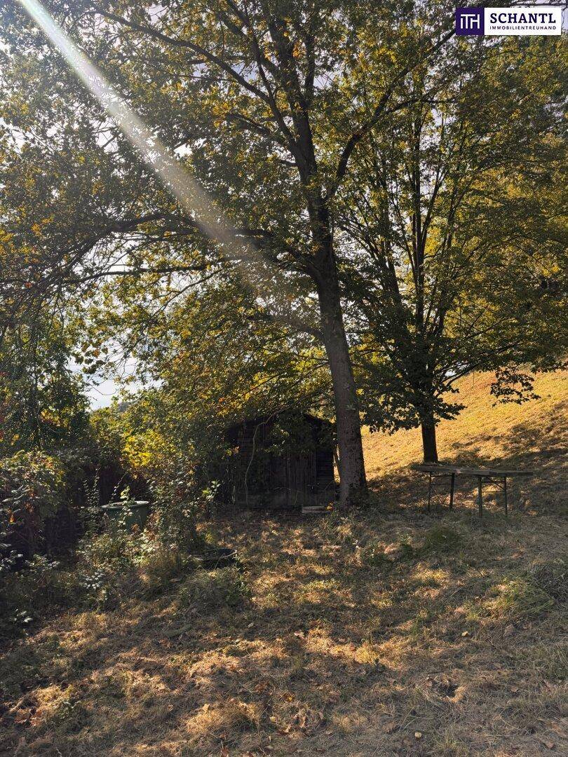 Sonniger Bereich mit Bäumen, einem kleinen Holzschuppen und einem Tisch im Freien.