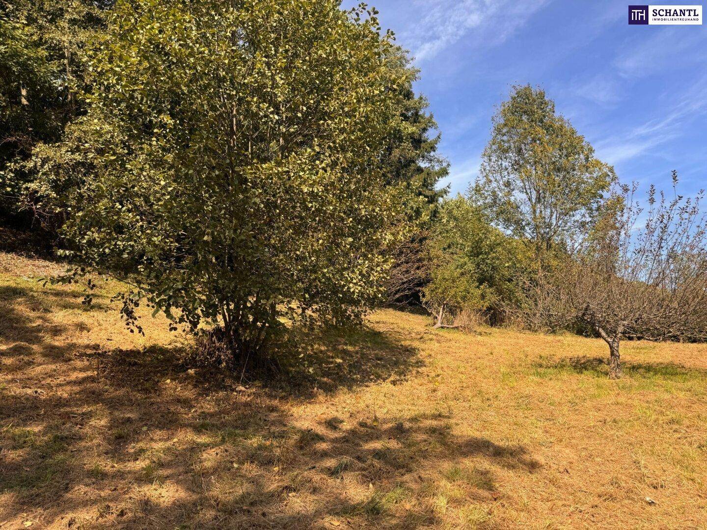 Sonniger, offener Hang mit Büschen und trockenem Gras unter blauem Himmel.