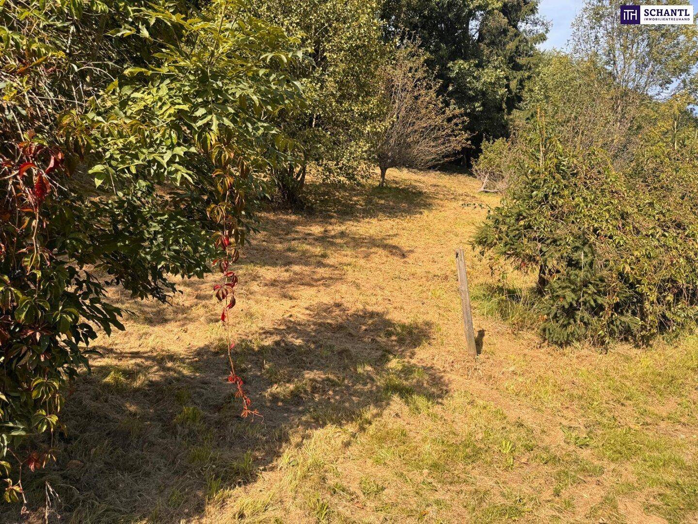 Sonniger, leicht bewachsener Bereich mit trockenem Gras und herbstlichem Laub.