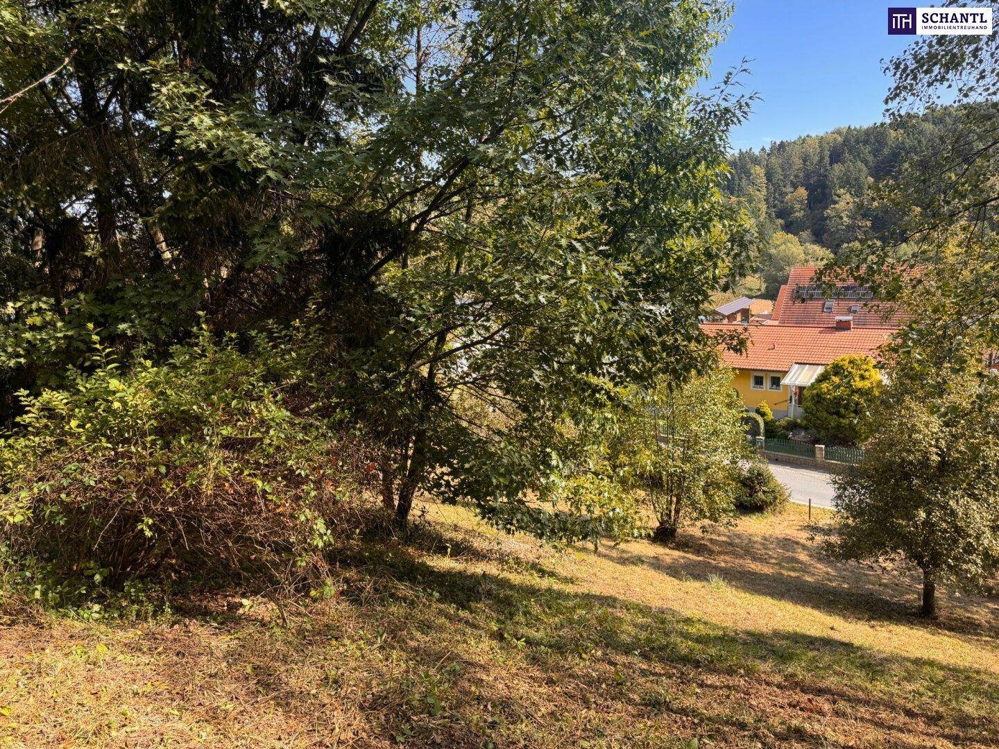 Blick durch dichte Bäume auf eine Straße und Häuser in einer grünen, hügeligen Landschaft.