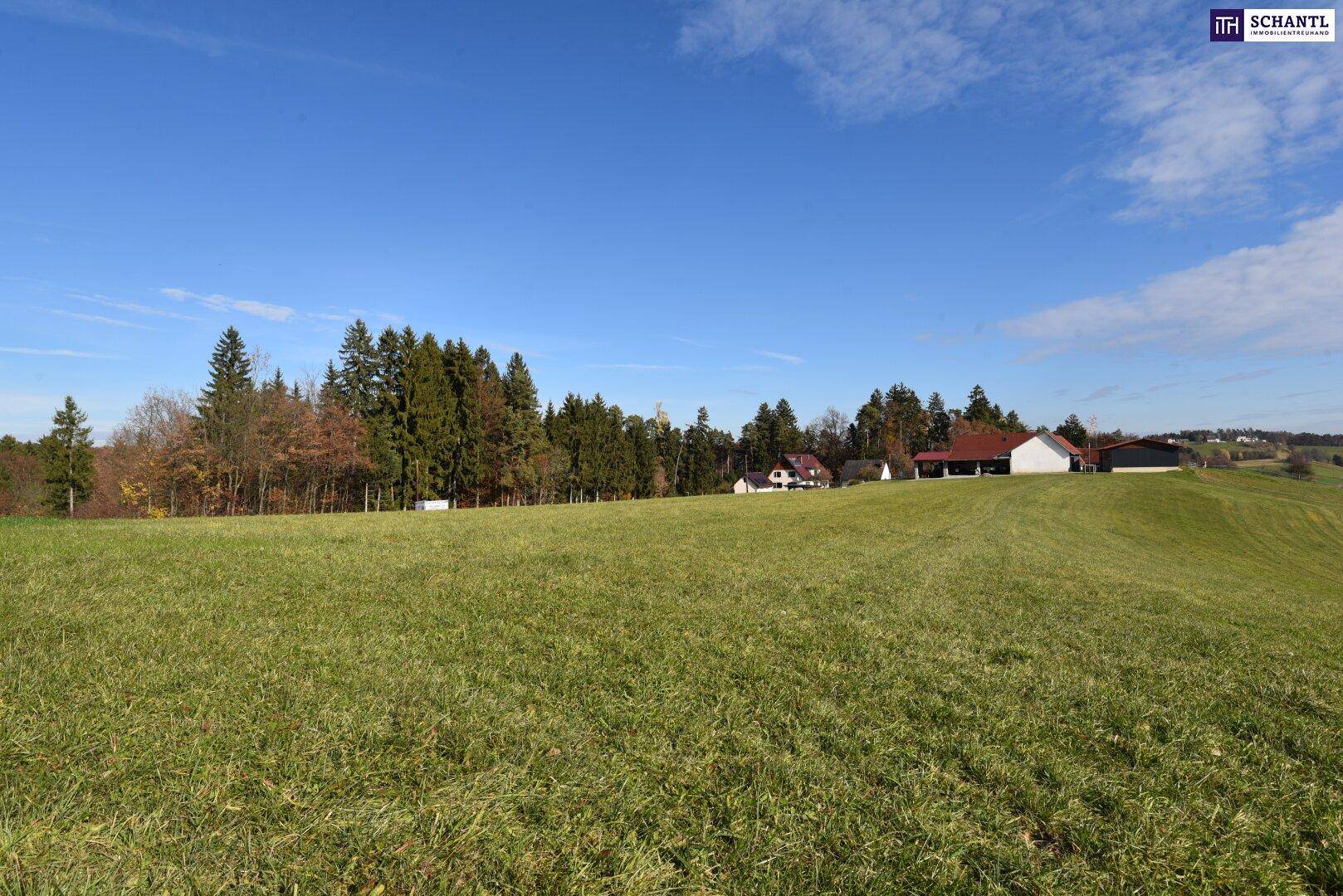 Weite grüne Wiesenfläche grenzt an einen Waldrand mit Häusern in der Ferne.