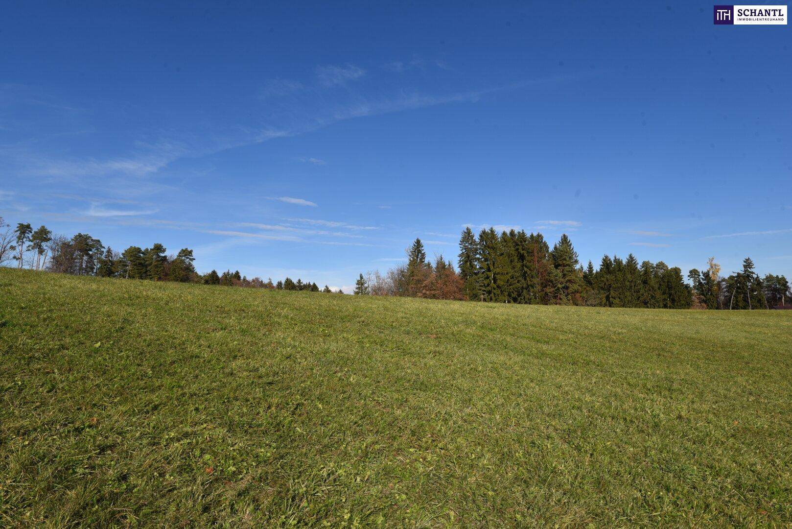 Unberührte grüne Wiesen erstrecken sich bis zum dichten Waldrand unter klarem blauem Himmel.