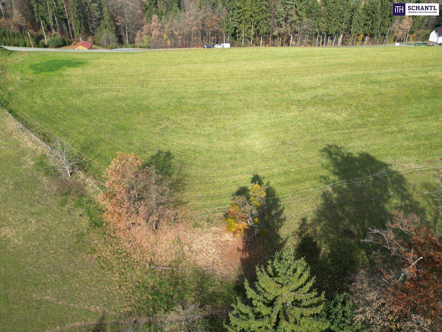 Luftaufnahme eines grünen Feldes mit angrenzendem Wald und einer Landstraße.