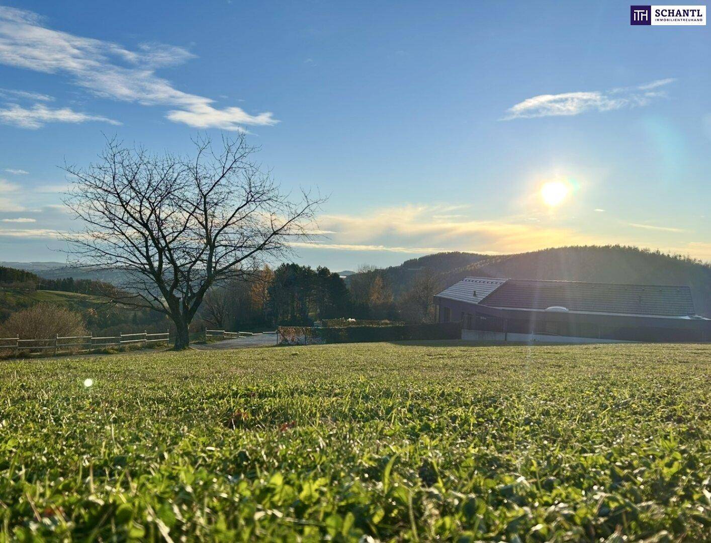 Sonnenuntergang über einer grünen Wiese mit einem kahlen Baum und Häusern in der Ferne.