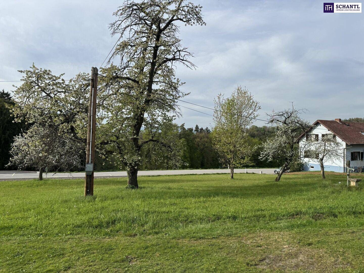 Frühlingshafte Landschaft mit blühenden Bäumen, grünen Wiesen und einem Haus im Hintergrund.