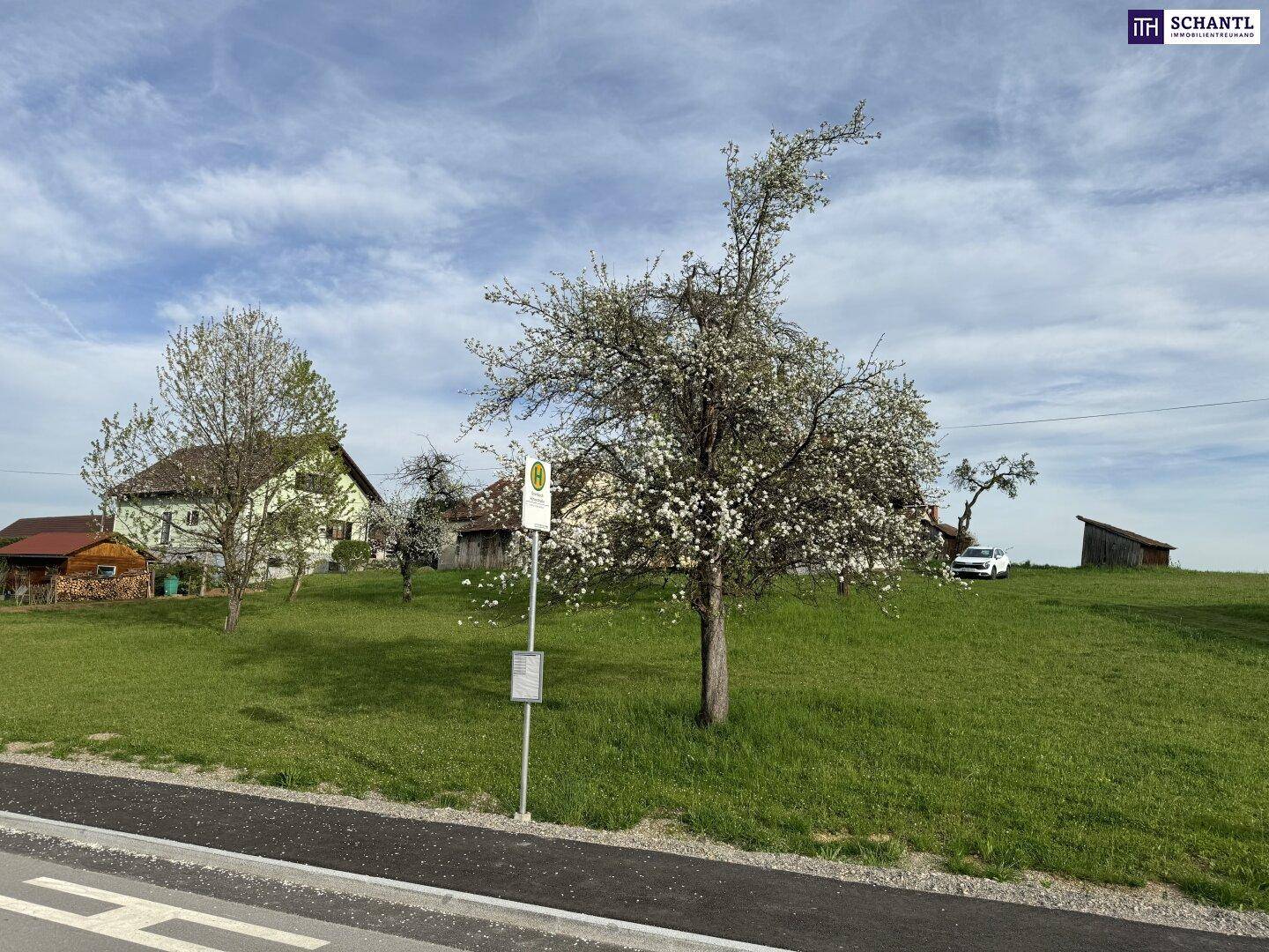 Blühender Baum an einer Landstraße mit grünen Wiesen und Häusern in ländlicher Umgebung.