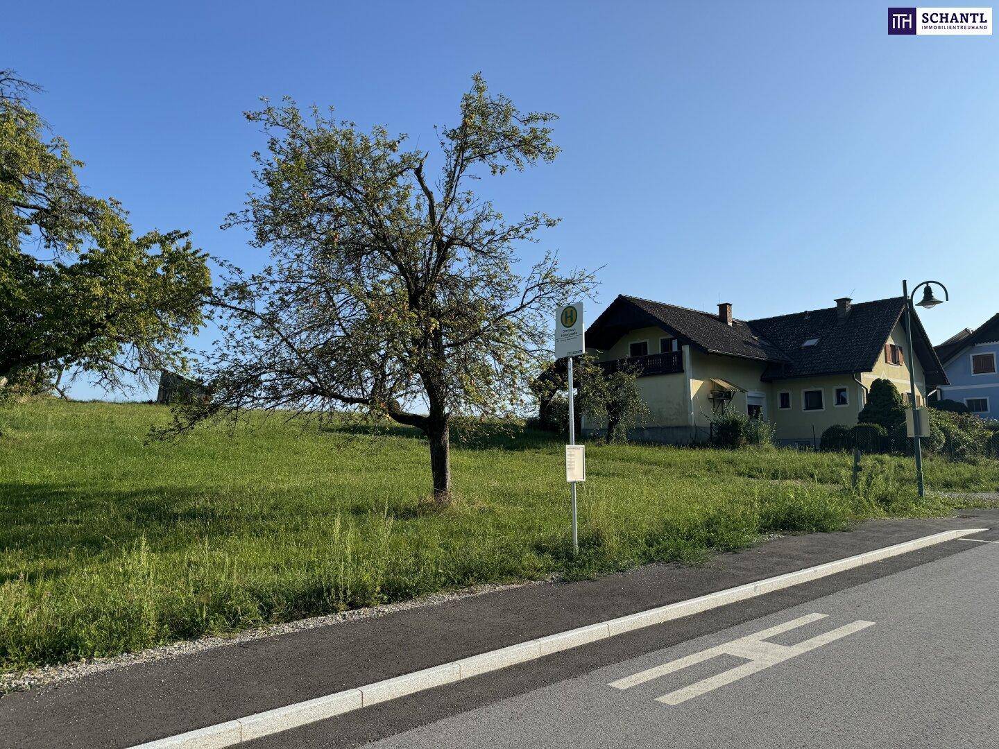 Grüne Wiese mit einem Baum und Häusern im Hintergrund, angrenzend an eine Landstraße.