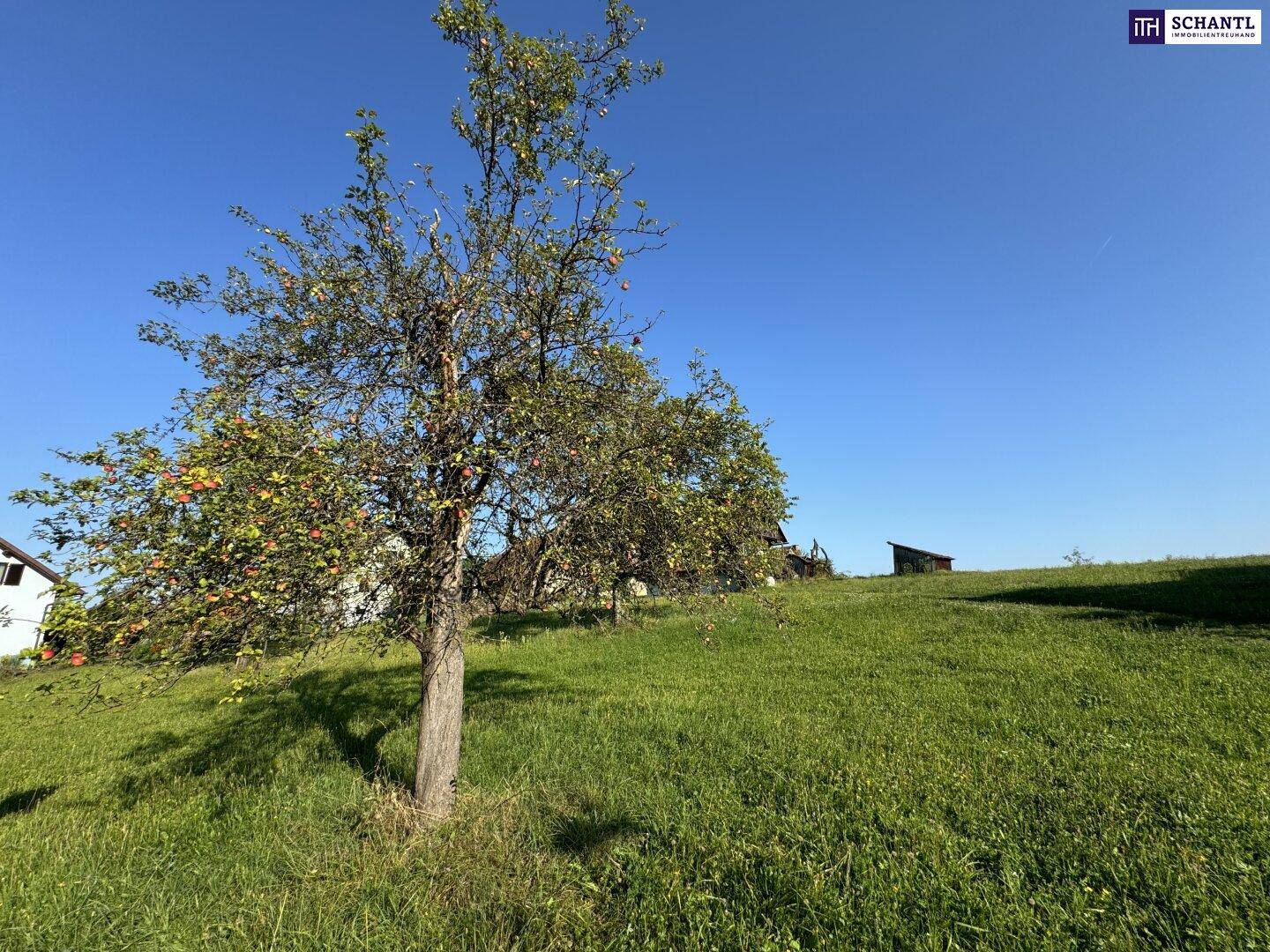 Grüne Wiese mit einem Obstbaum, der reife Früchte trägt, unter strahlend blauem Himmel.
