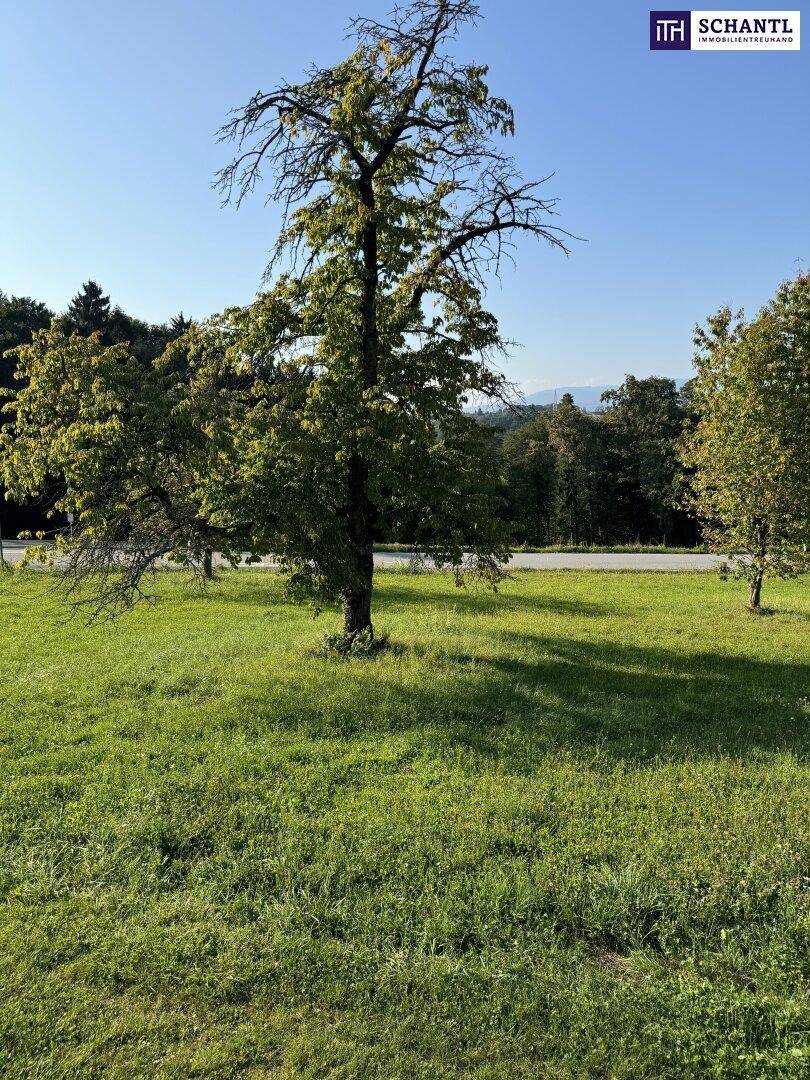 Großer Baum auf einer grünen Wiese mit Wald im Hintergrund unter klarem, blauem Himmel.
