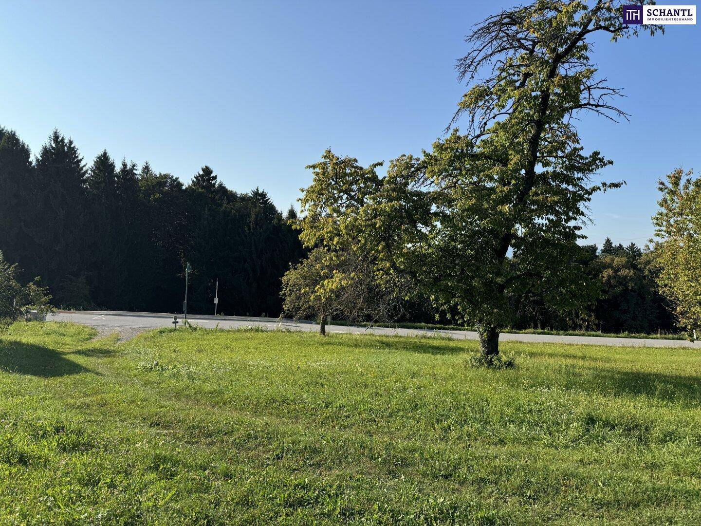 Grüne Wiese mit Bäumen und einer Straße, umgeben von dichtem Wald unter klarem Himmel.