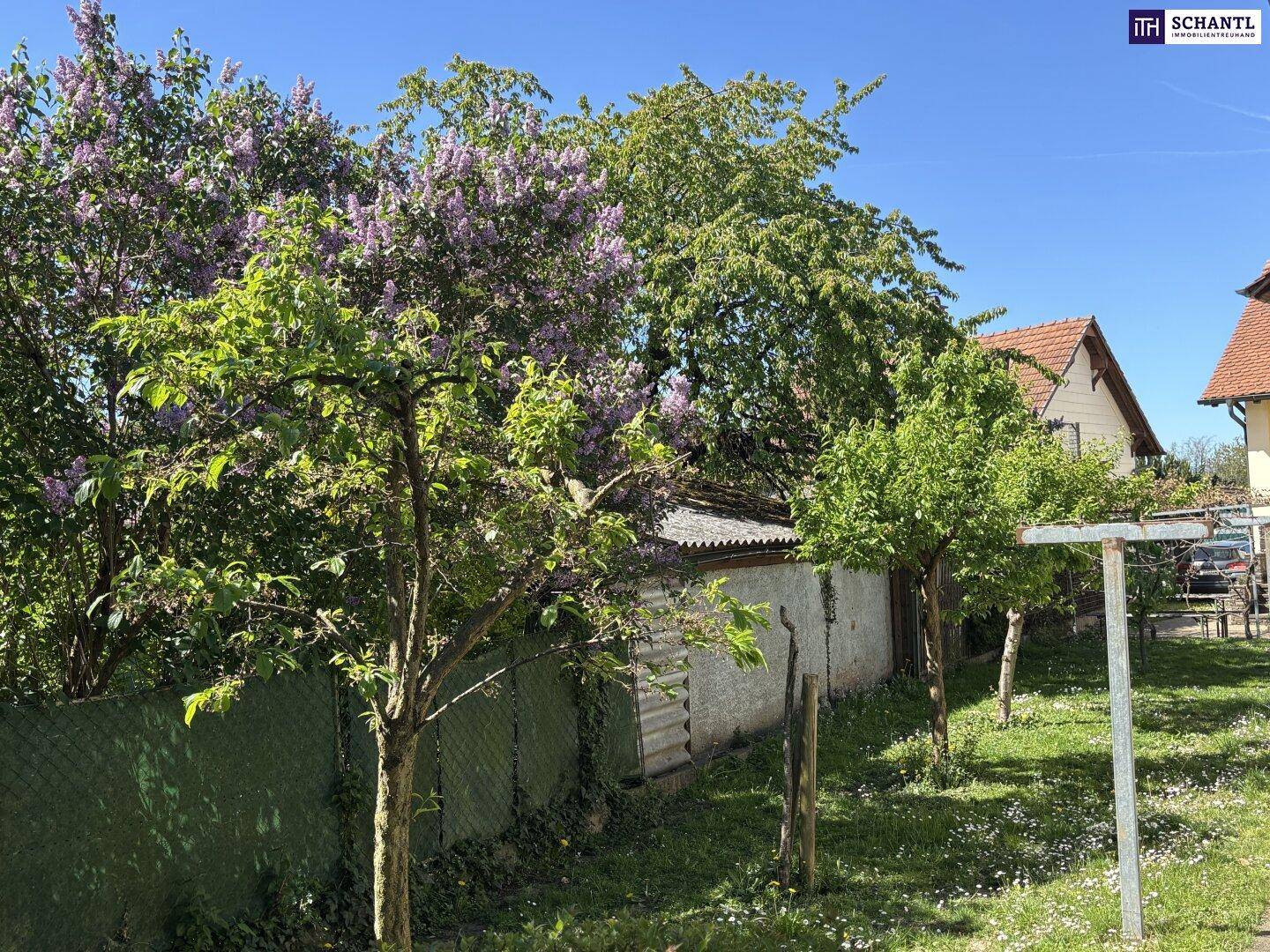 Gartenbereich mit blühenden Fliederbüschen, Bäumen und einem Zaun.