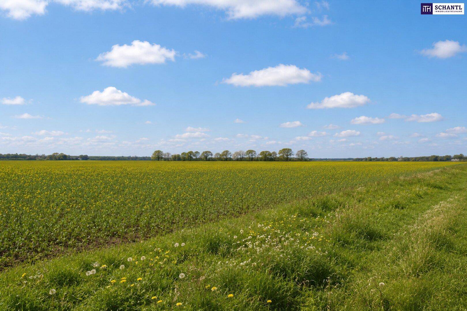 Weites Rapsfeld unter blauem Himmel mit vereinzelten Bäumen am Horizont.