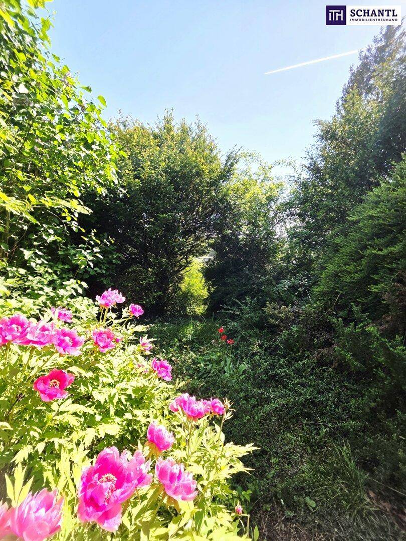 Blühender Gartenbereich mit rosa Pfingstrosen und dichtem Grün im Hintergrund.