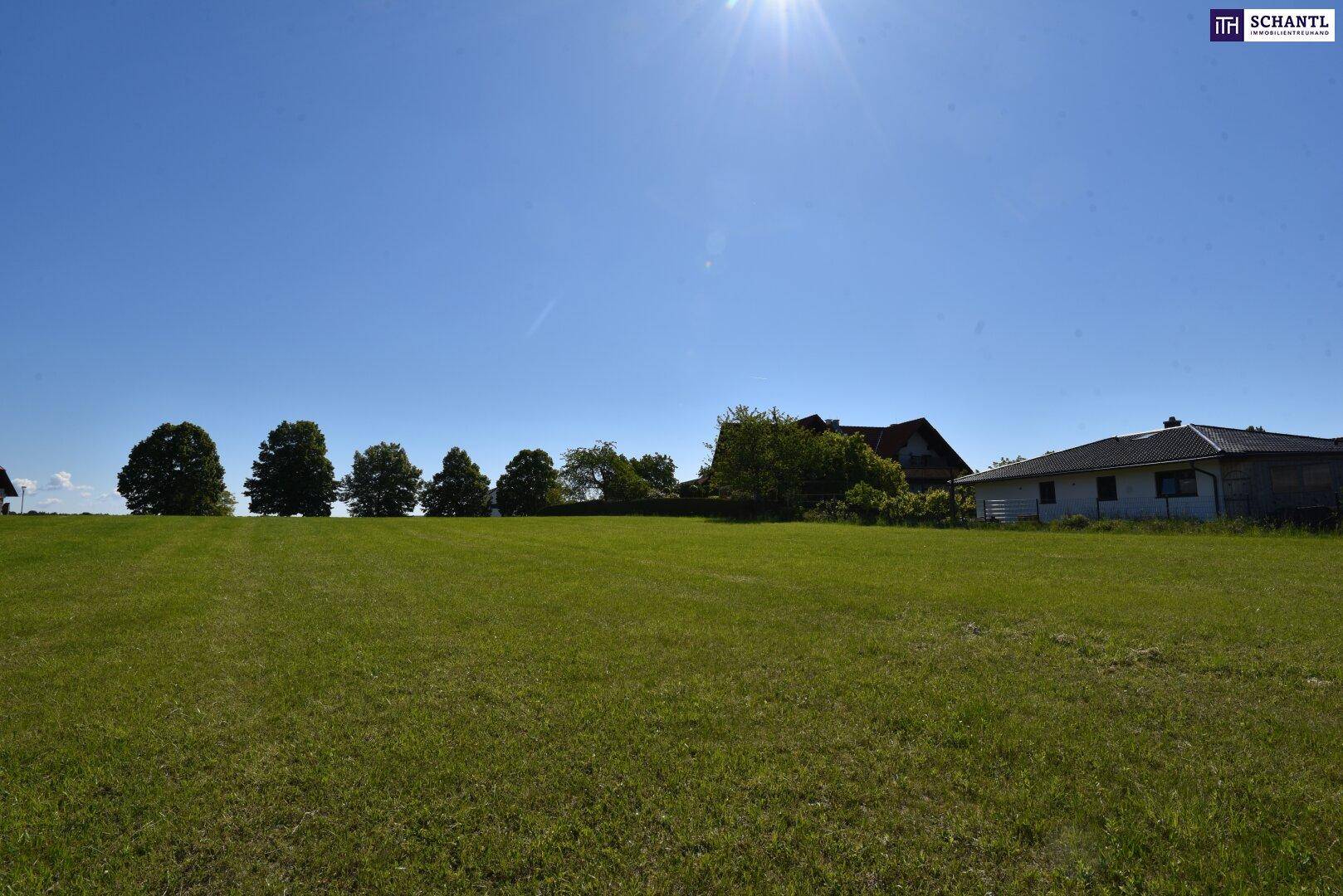 Sonniges Wiesengrundstück mit Baumreihe und Häusern in der Ferne, unter einem hellen, blauen Himmel.