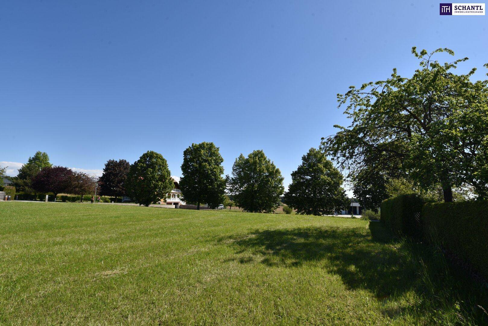 Sonnige Grünfläche mit hohen Bäumen und einer dichten Hecke am Rand des Grundstücks.