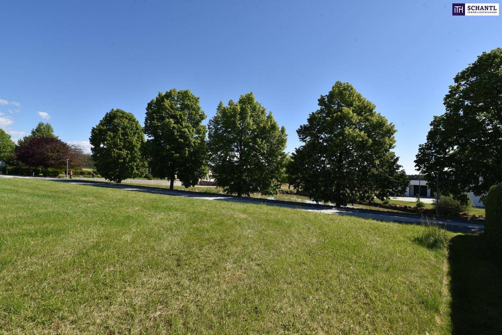 Weitläufige grüne Wiese mit einer markanten Baumreihe im Hintergrund unter strahlend blauem Himmel.