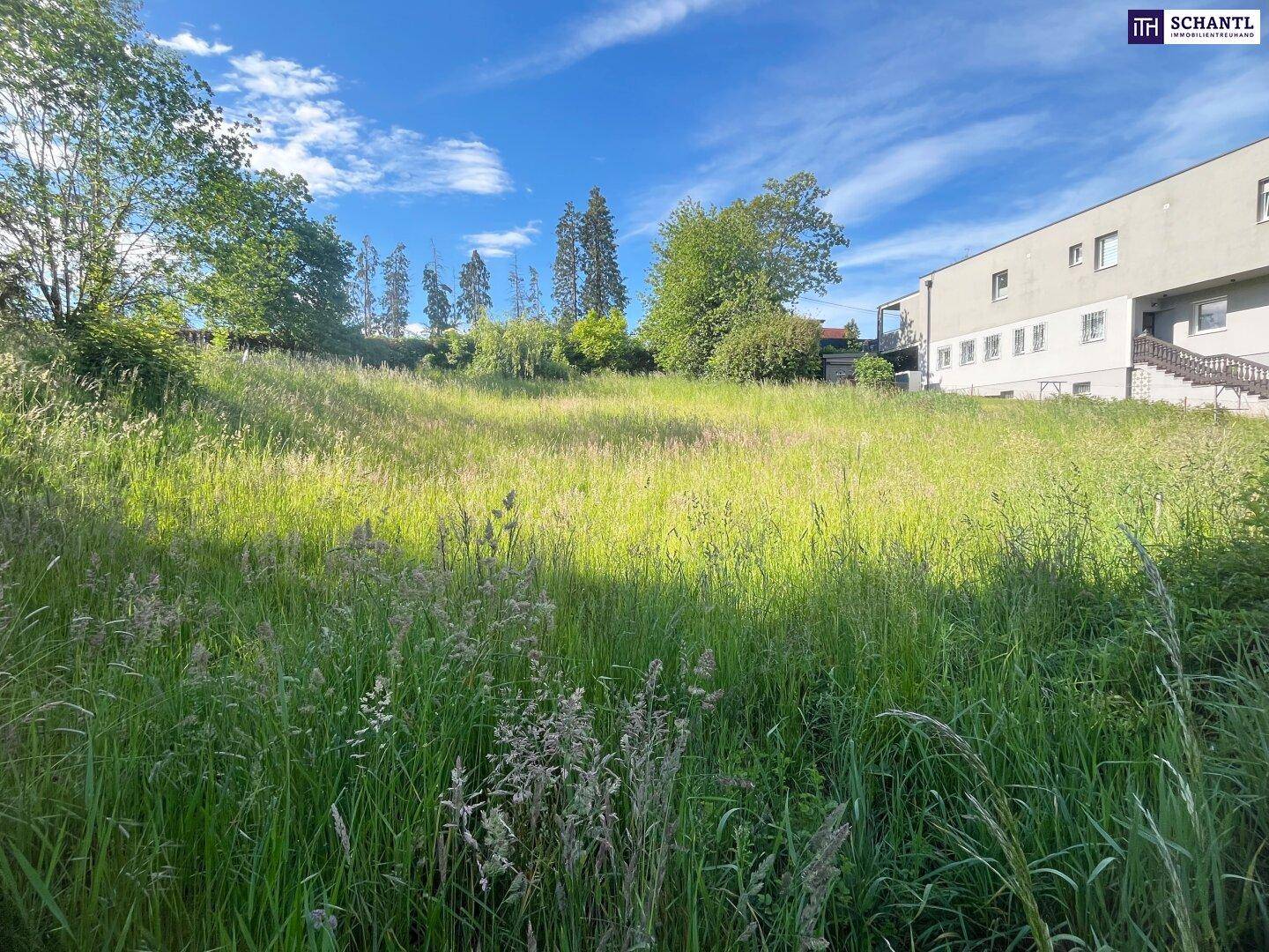 Sonnige, hohe Wiese neben einem Wohngebäude mit Bäumen im Hintergrund.