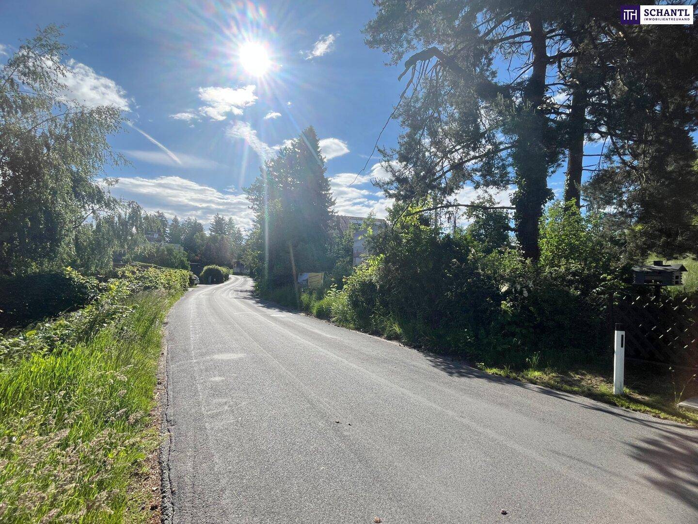 Sonnige Landstraße umgeben von üppiger Vegetation und hohen Bäumen an einem klaren Tag.