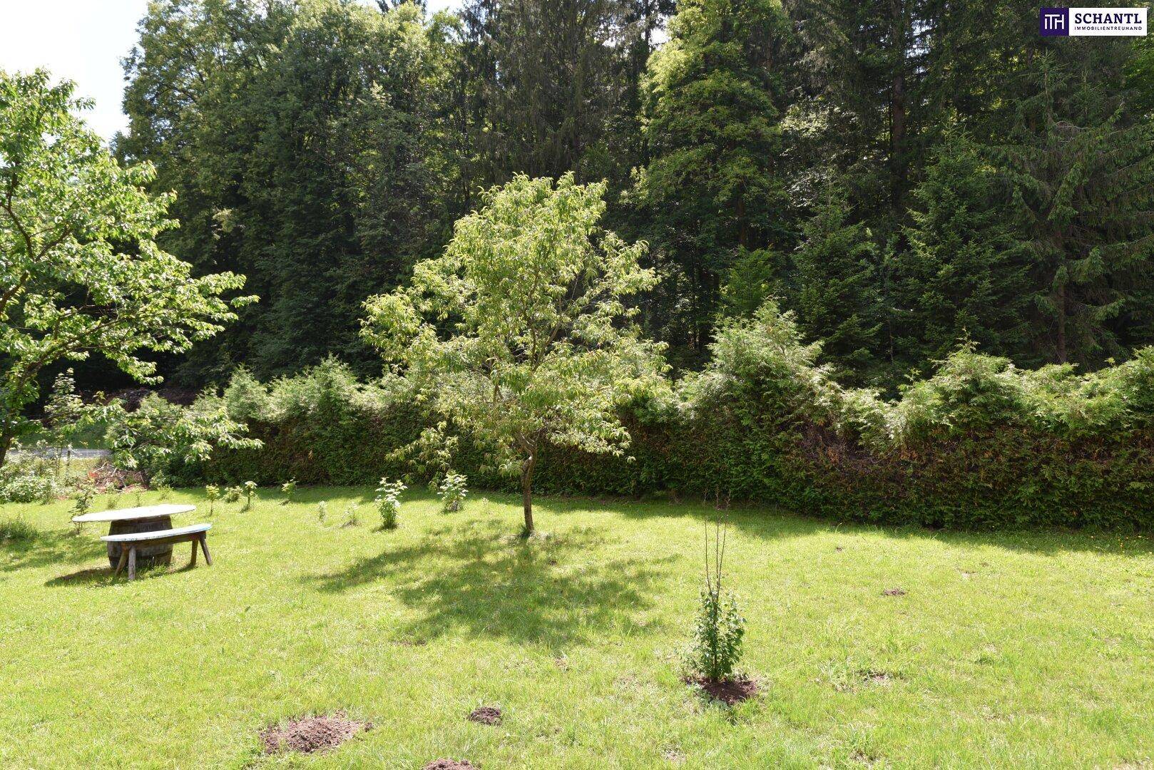 Gepflegter Gartenbereich mit Rasenfläche, jungen Bäumen und einer Holzbank am Waldrand.