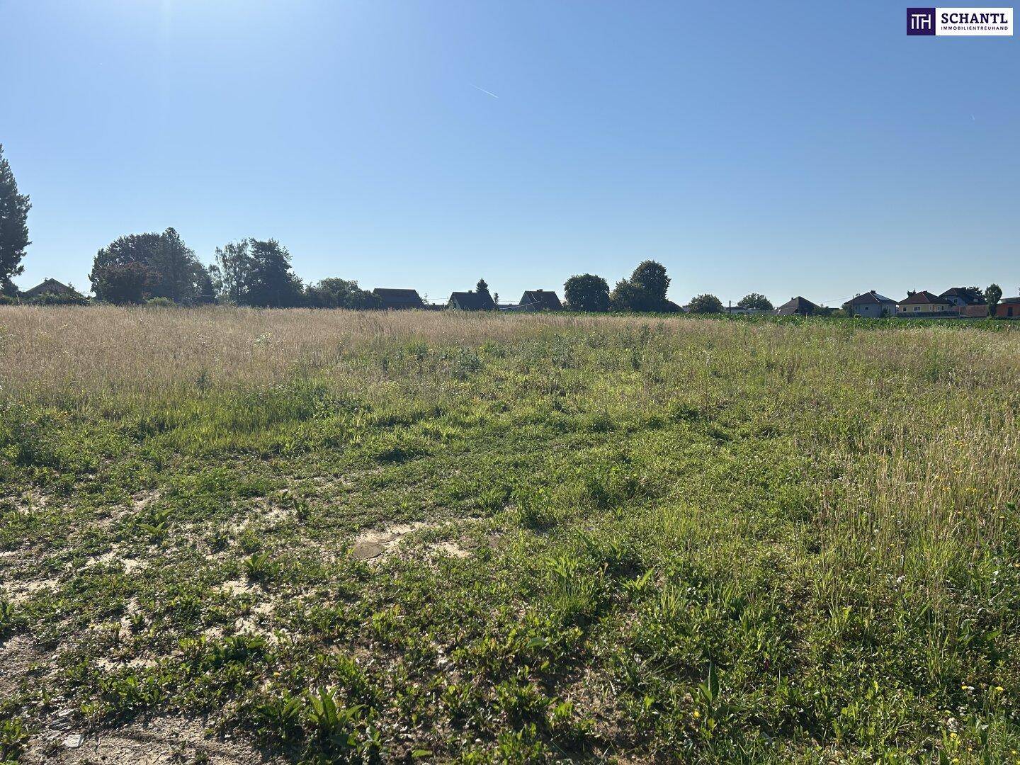 Weitläufige grüne Wiese unter strahlend blauem Himmel, umgeben von Bäumen und Häusern in der Ferne.