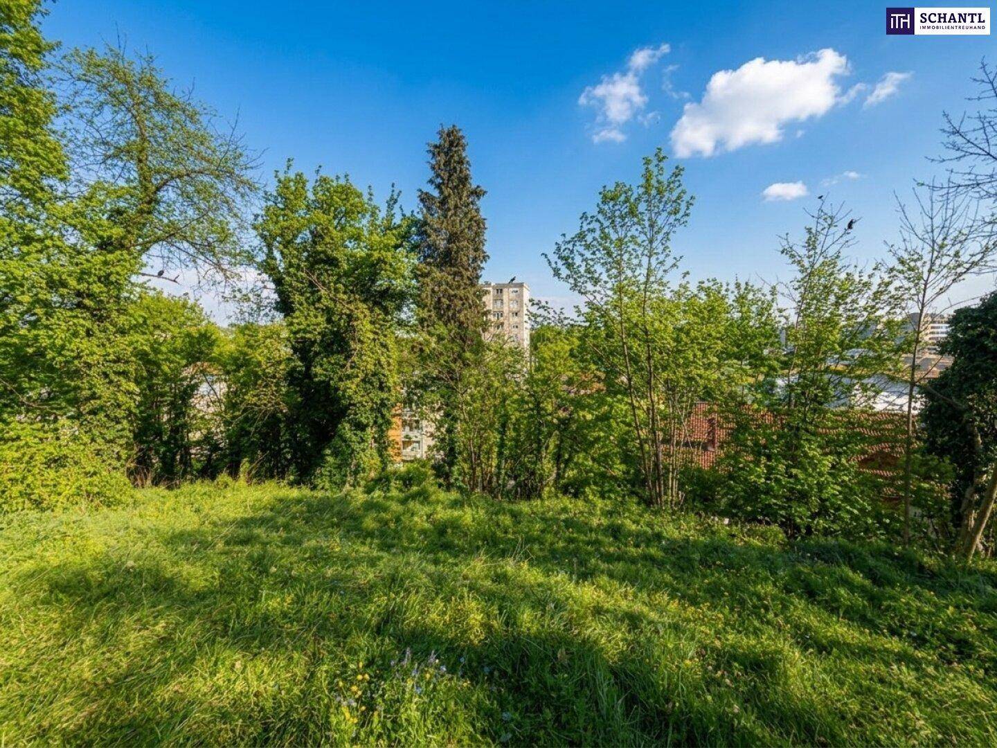 Weitläufige Grünfläche mit altem Baumbestand und Blick auf die umliegende Bebauung.