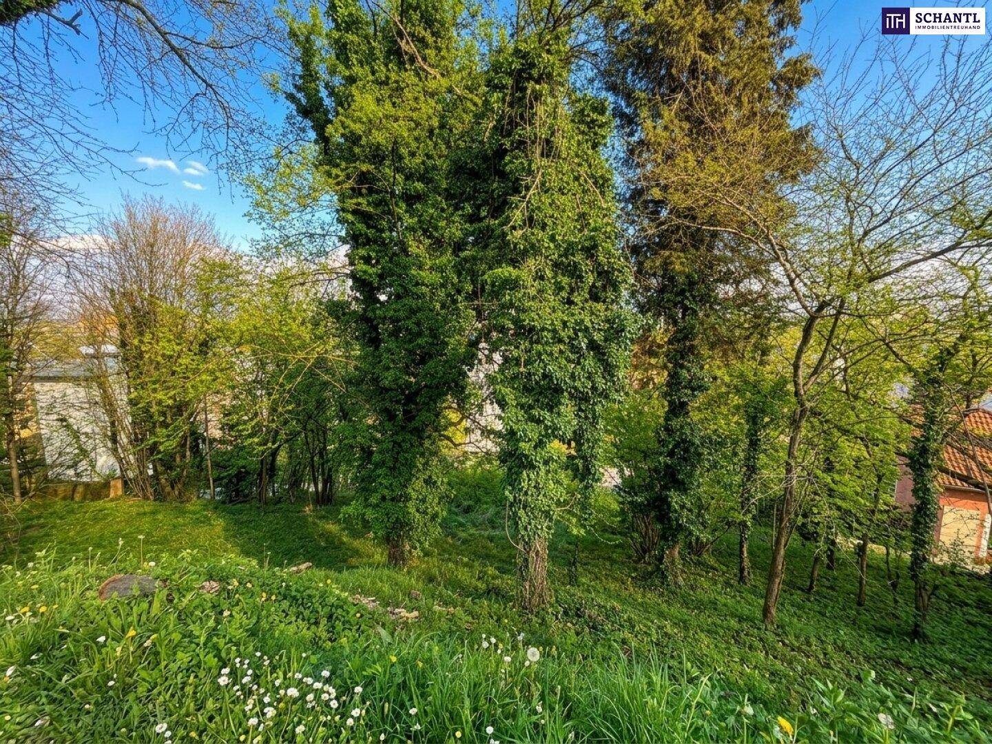 Naturbelassene Grünfläche mit hohen Bäumen und Blick auf die umliegende Bebauung in der Ferne.