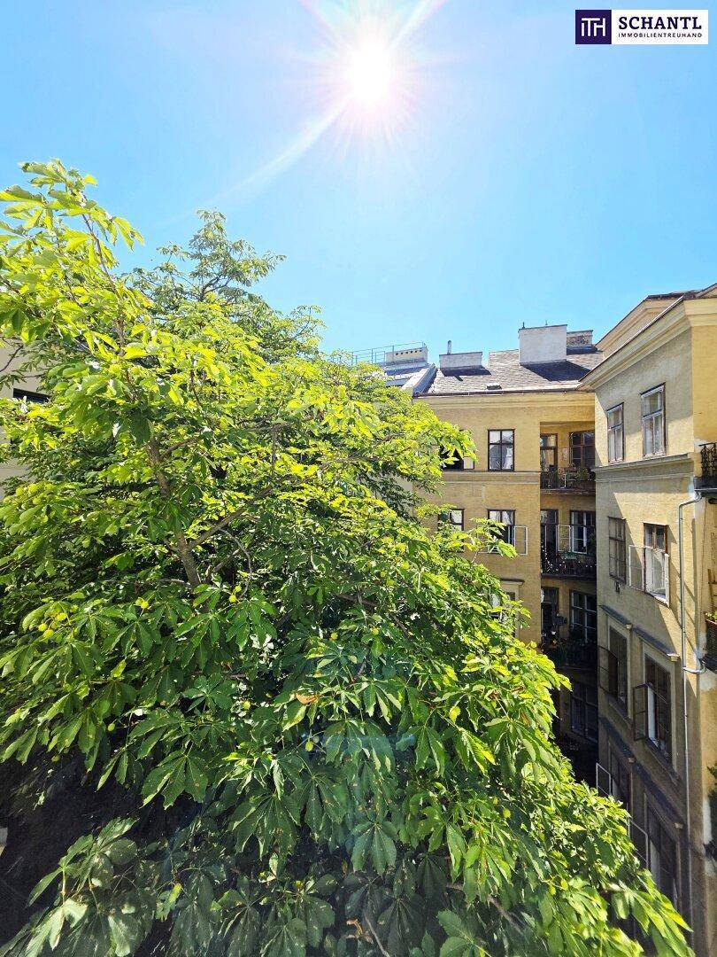 Sonniger Blick auf einen begrünten Innenhof mit alten Bäumen und umliegenden Gebäuden.