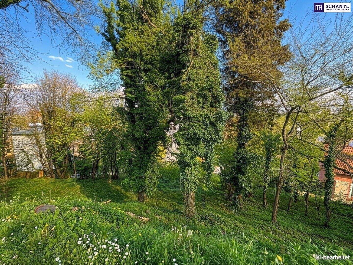 Sonniges, grünes Grundstück mit hohen Bäumen, teilweise mit Efeu bewachsen, und blühenden Wiesenblumen.