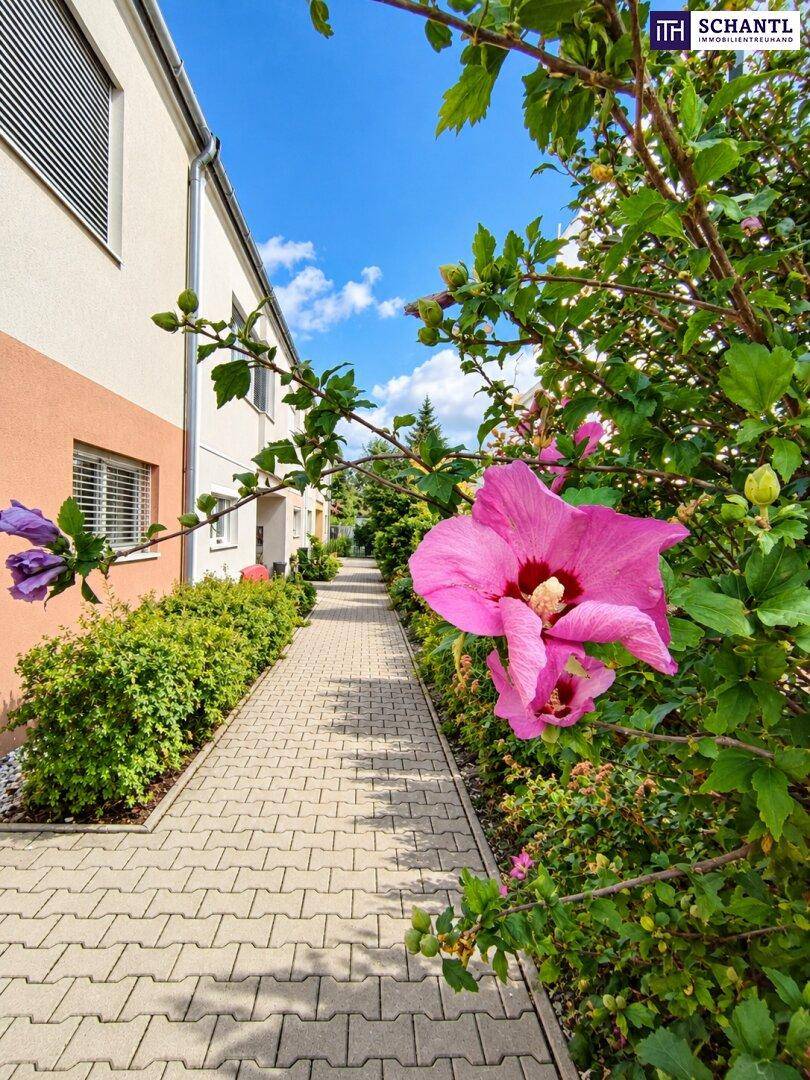 Gepflasterter Weg entlang der Häuserreihe mit blühenden Sträuchern unter blauem Himmel.