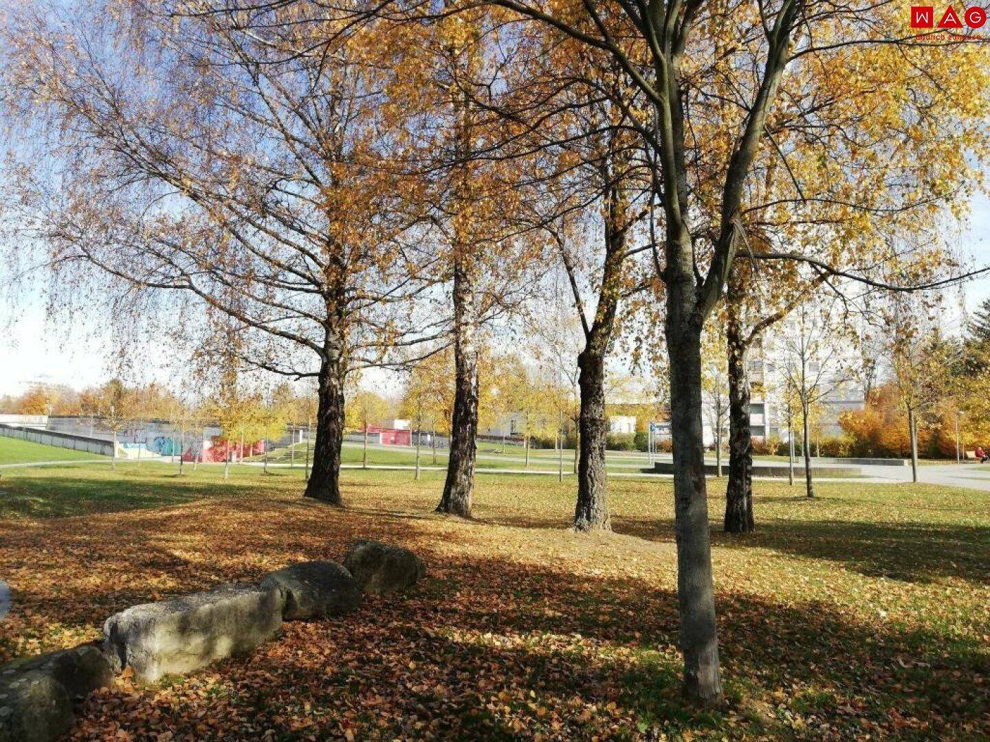 Bellevuepark (nur 100m entfernt) (2)