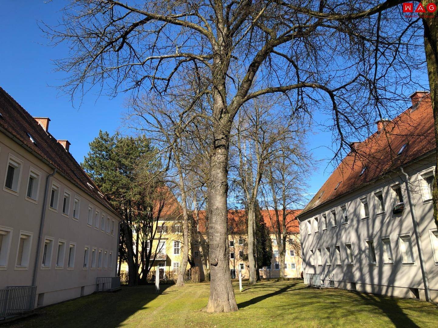 Innenhof zwischen Wohngebäuden mit großen, kahlen Bäumen und Rasenflächen unter strahlend blauem Himmel.