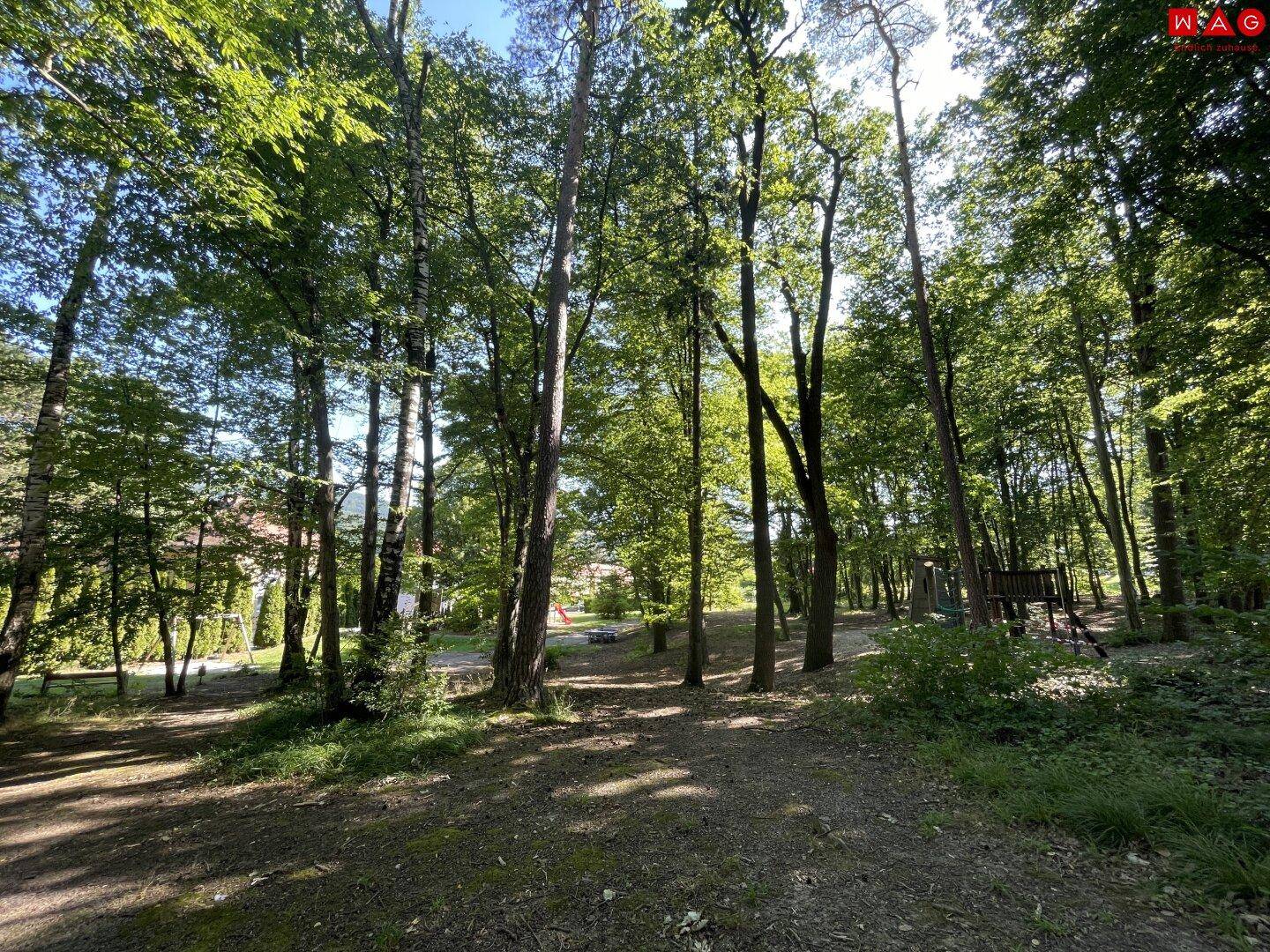 Dichter Wald mit hohen Bäumen und einem sonnigen Weg, ideal für Spaziergänge.