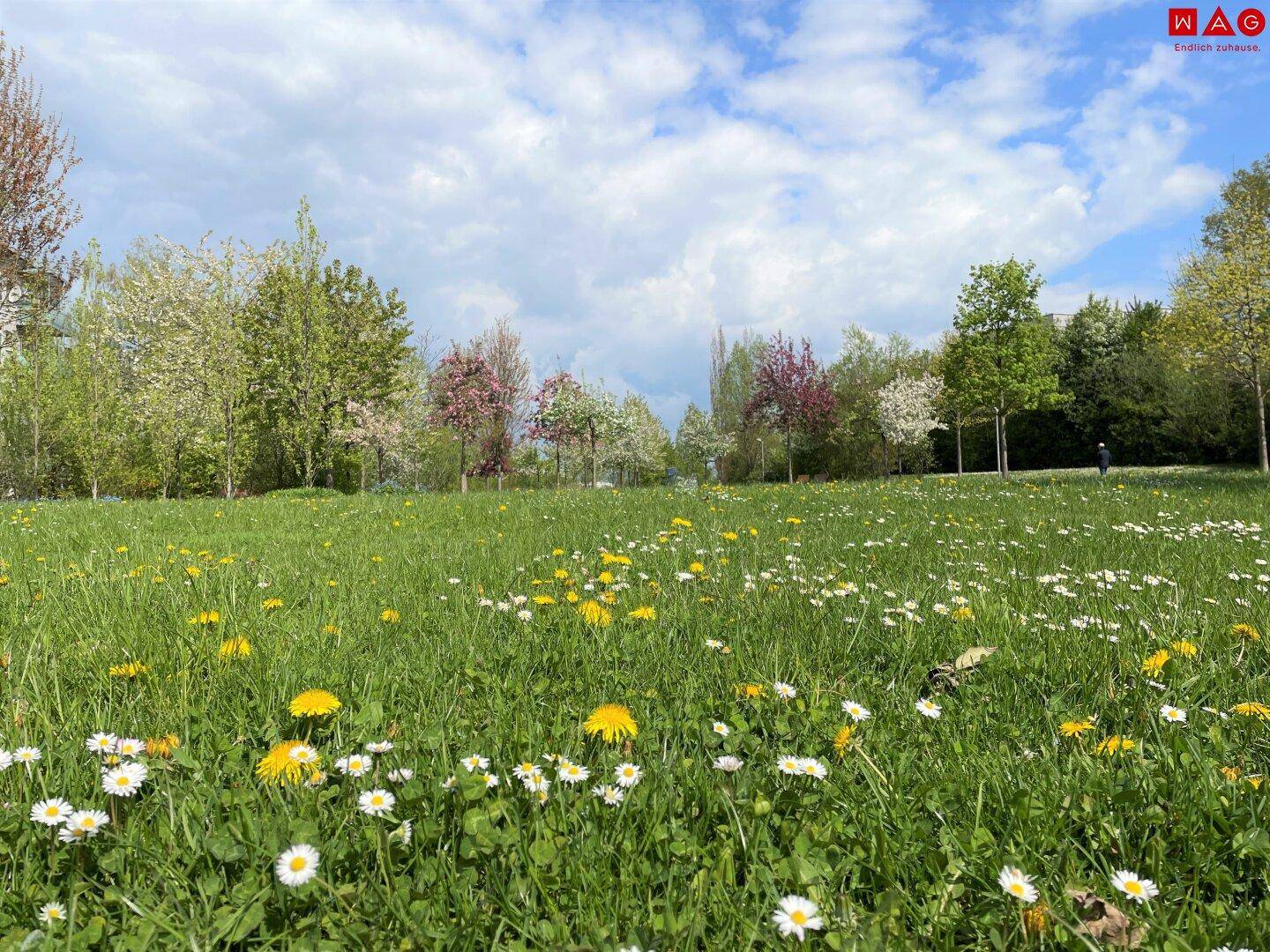 Weite grüne Wiese mit bunten Blumen, umgeben von blühenden Bäumen unter einem blauen Himmel.