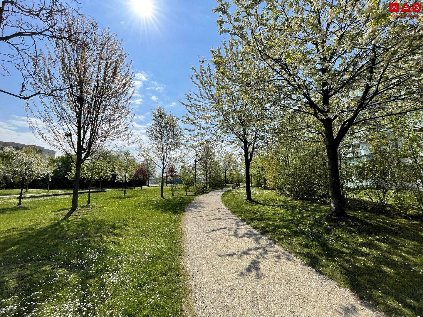 Sonniger Spazierweg durch eine grüne Parkanlage mit blühenden Bäumen und klarem Himmel.