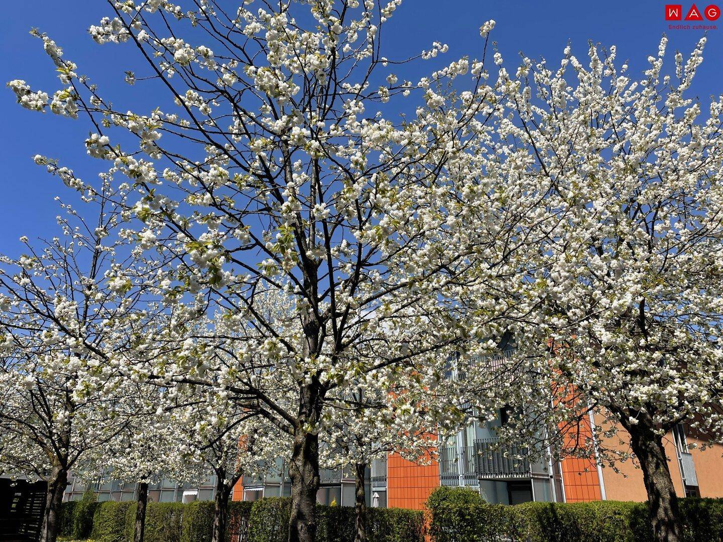 Frühling SolarCity 1