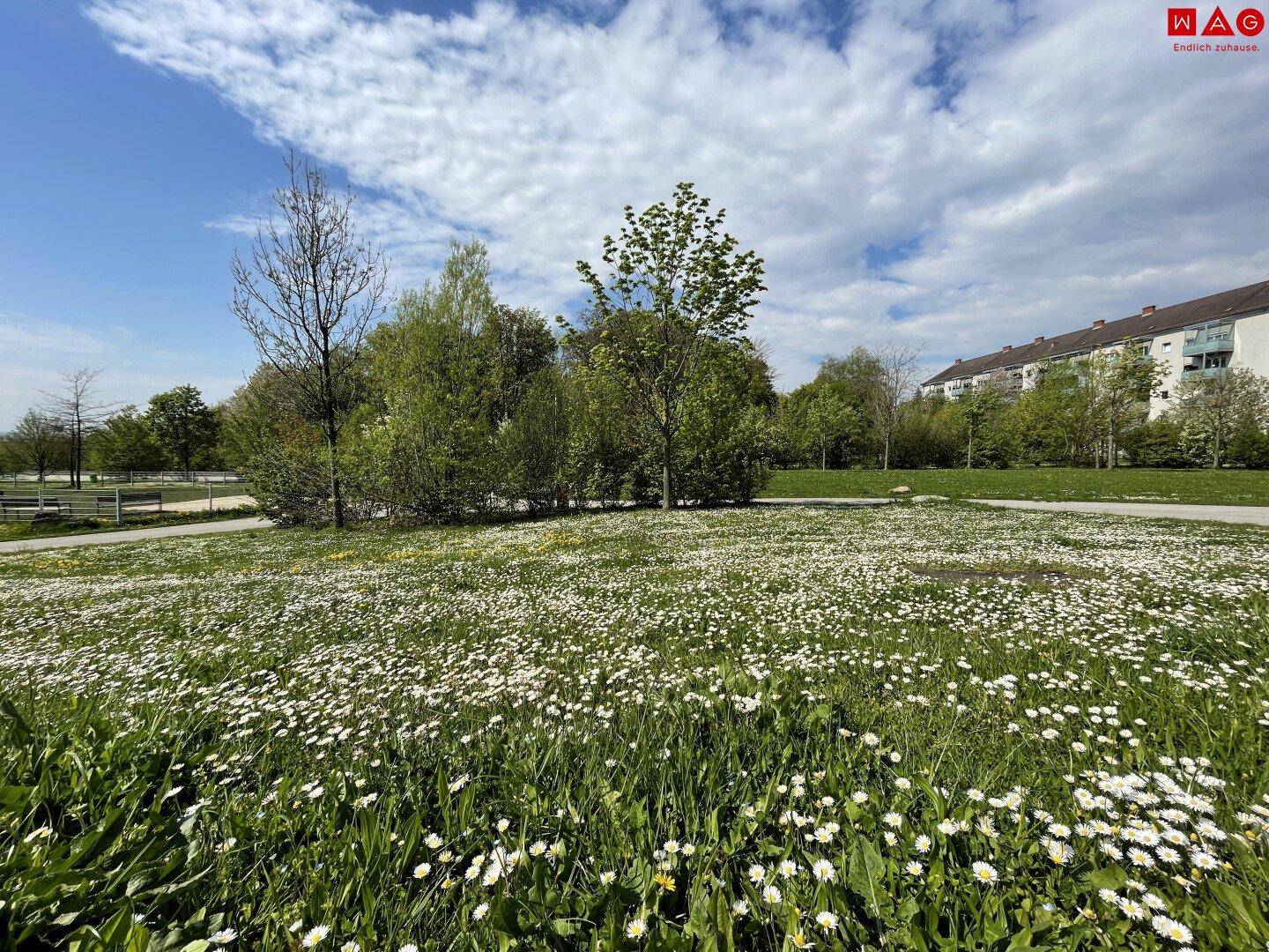Weite Wiese voller Gänseblümchen mit Bäumen und Wohngebäuden im Hintergrund unter blauem Himmel.