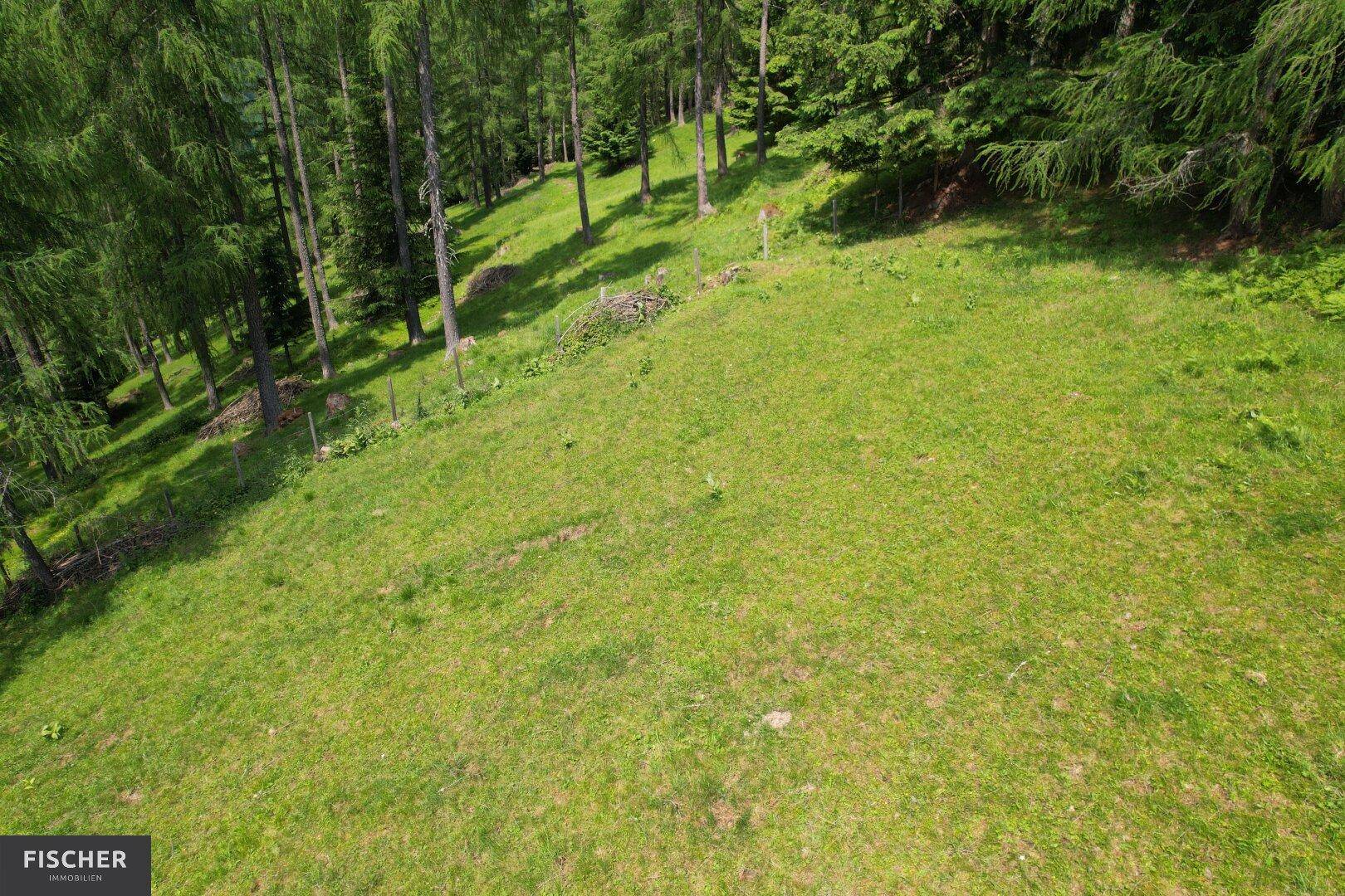 Blick von oben auf eine weitläufige grüne Wiese, umgeben von einem dichten Waldgebiet.