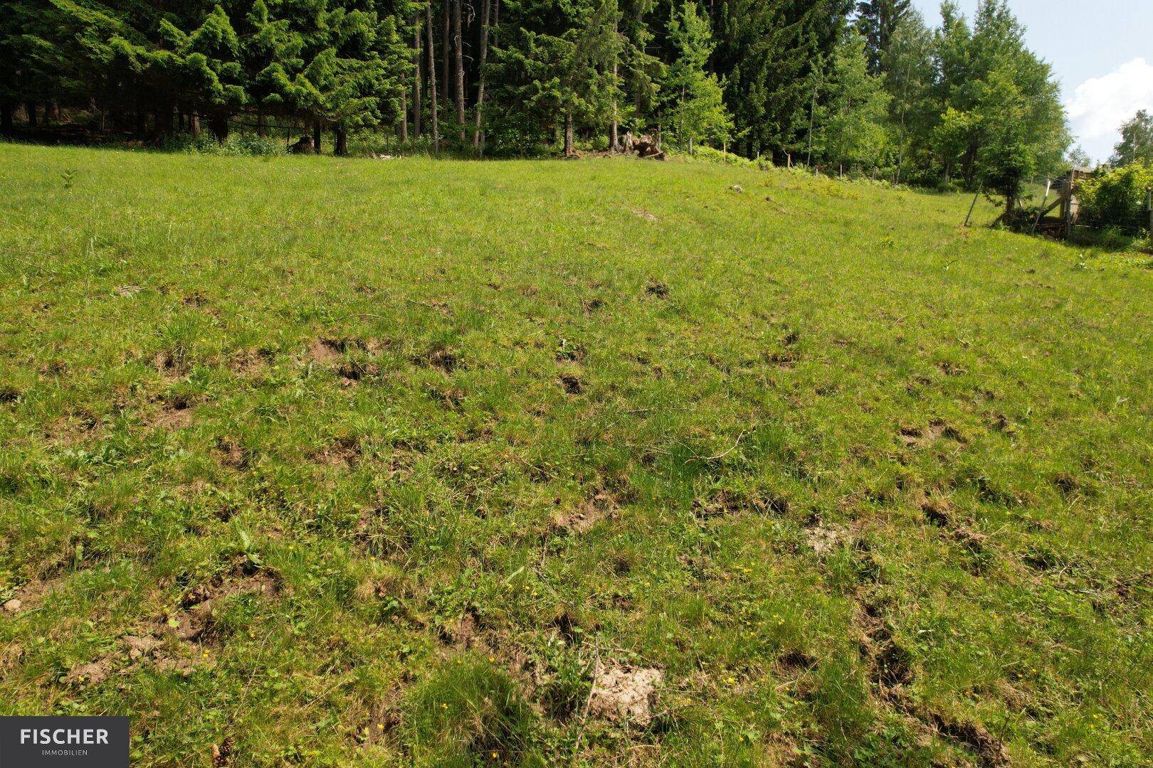 Detailansicht einer grünen Wiese auf einem Hang mit Spuren im Gras und Wald im Hintergrund.