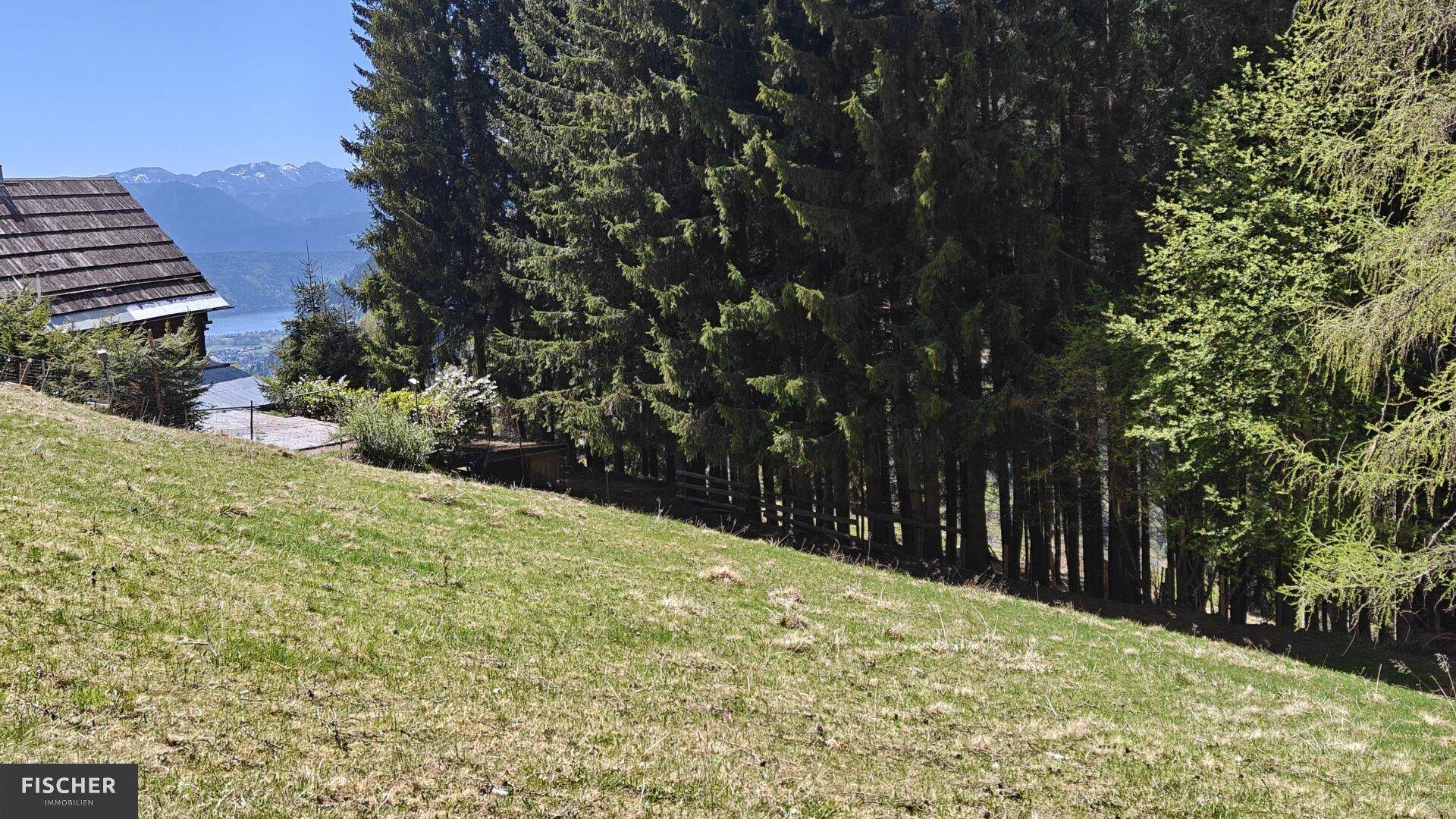 Grüne Wiese und hohe Nadelbäume mit einem rustikalen Haus im Hintergrund und Bergblick.
