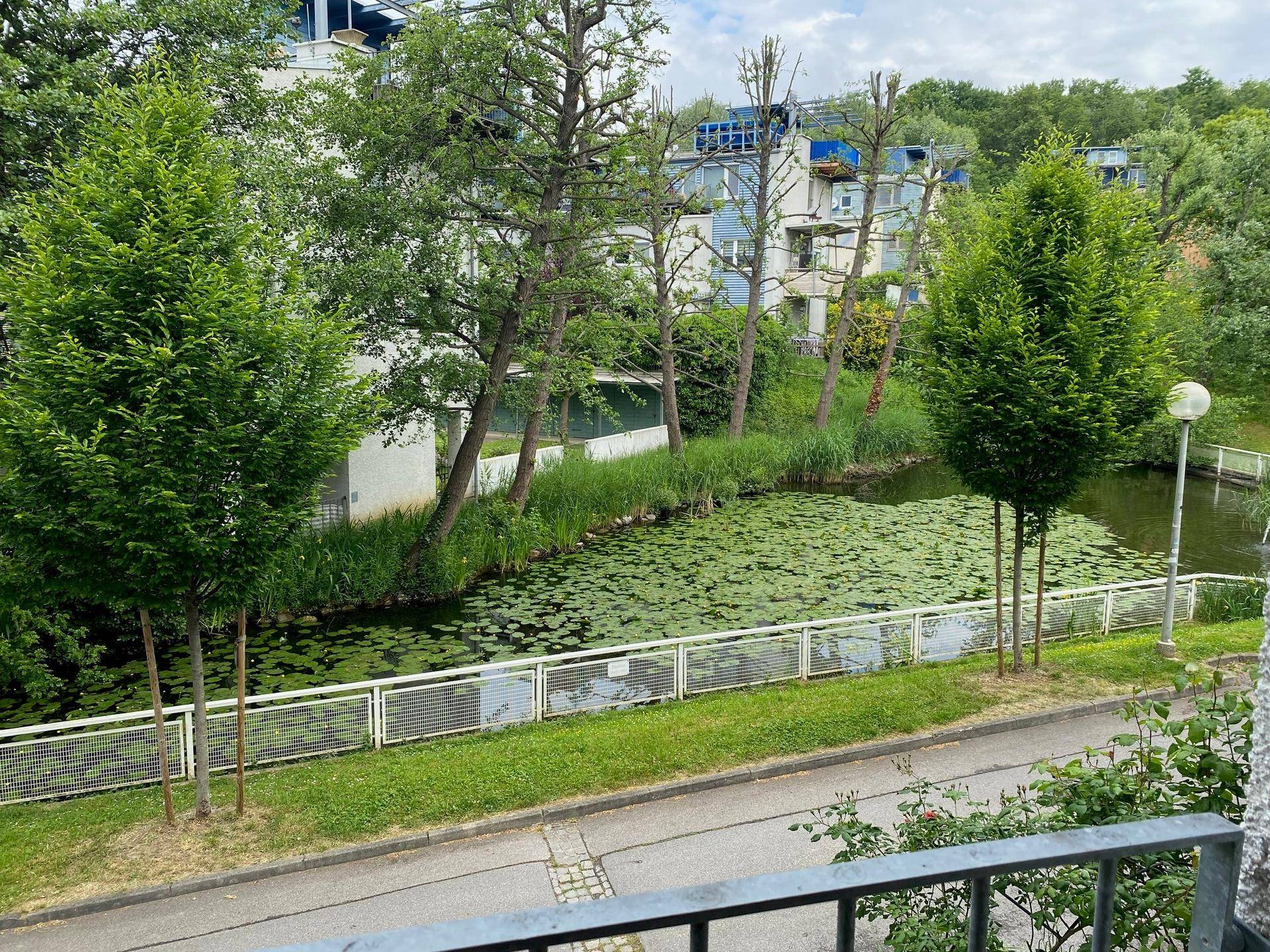 Blick von der Wohnung auf einen Teich mit Seerosen und üppiger grüner Vegetation.
