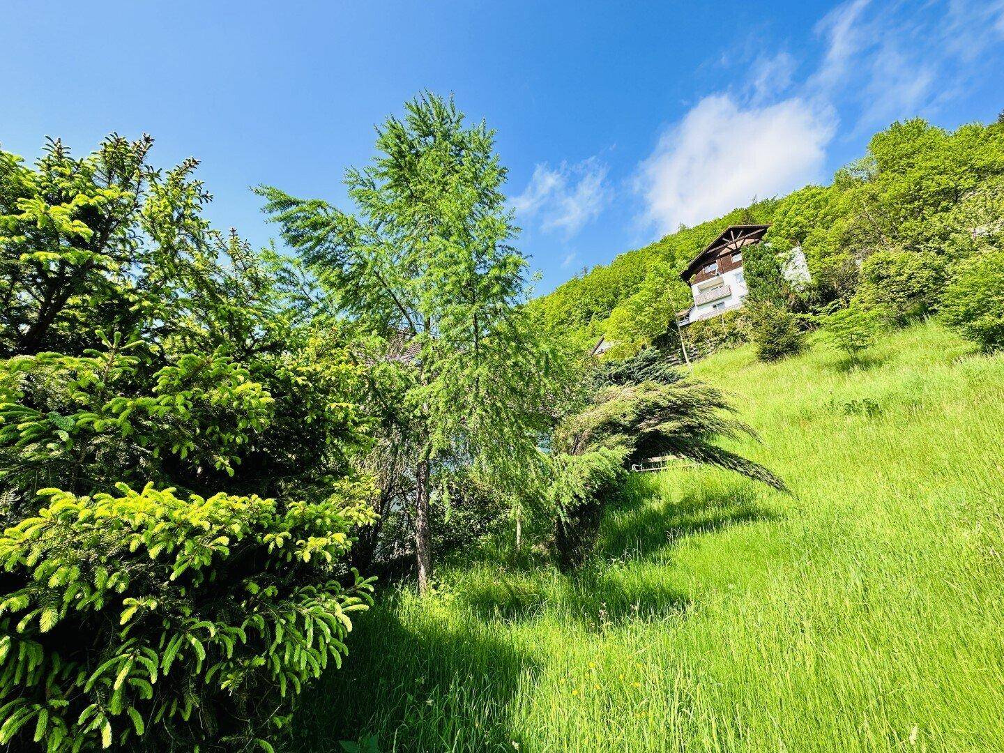 Weitläufige, grüne Hügellandschaft mit verschiedenen Bäumen und einem Haus am oberen Hang unter blauem Himmel.