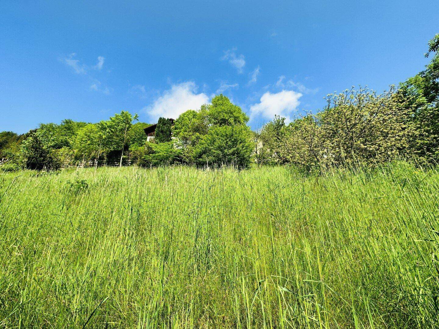 Weite, hohe Graslandschaft unter einem klaren blauen Himmel, mit Bäumen und einem Haus am Horizont.