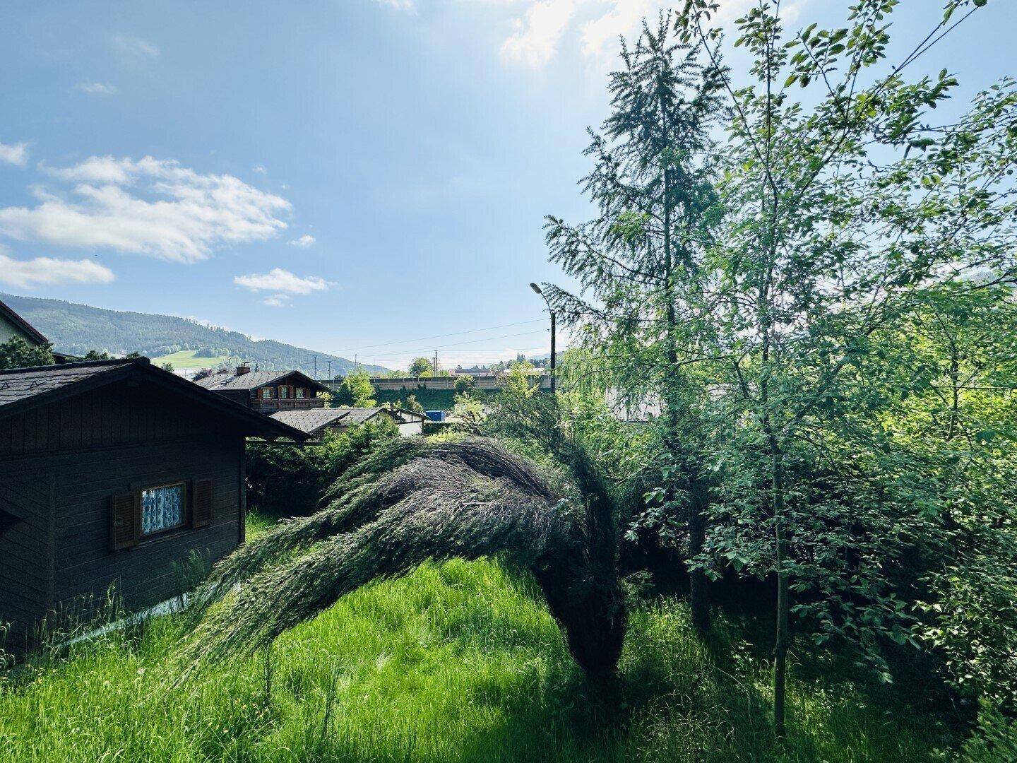 Blick über ein grünes Grundstück mit einem Holzhaus und einem markanten Baum, hin zu einer Siedlung im Tal.