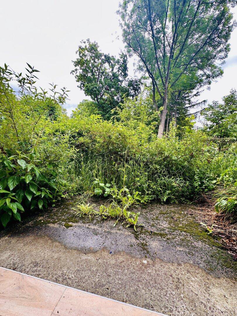 Verwilderter Gartenbereich mit altem Baumbestand und viel Grün, bereit zur Neugestaltung.