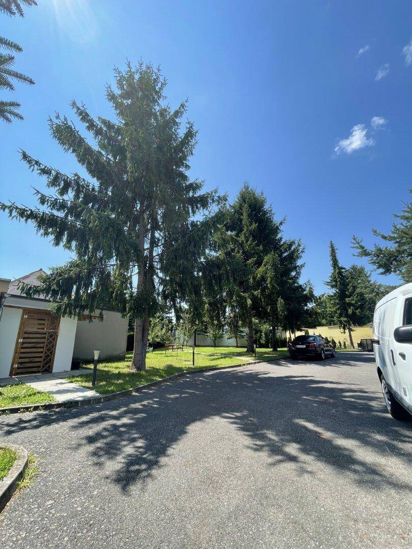Zufahrtsweg mit hohen Bäumen und parkenden Autos, umgeben von Grünflächen.