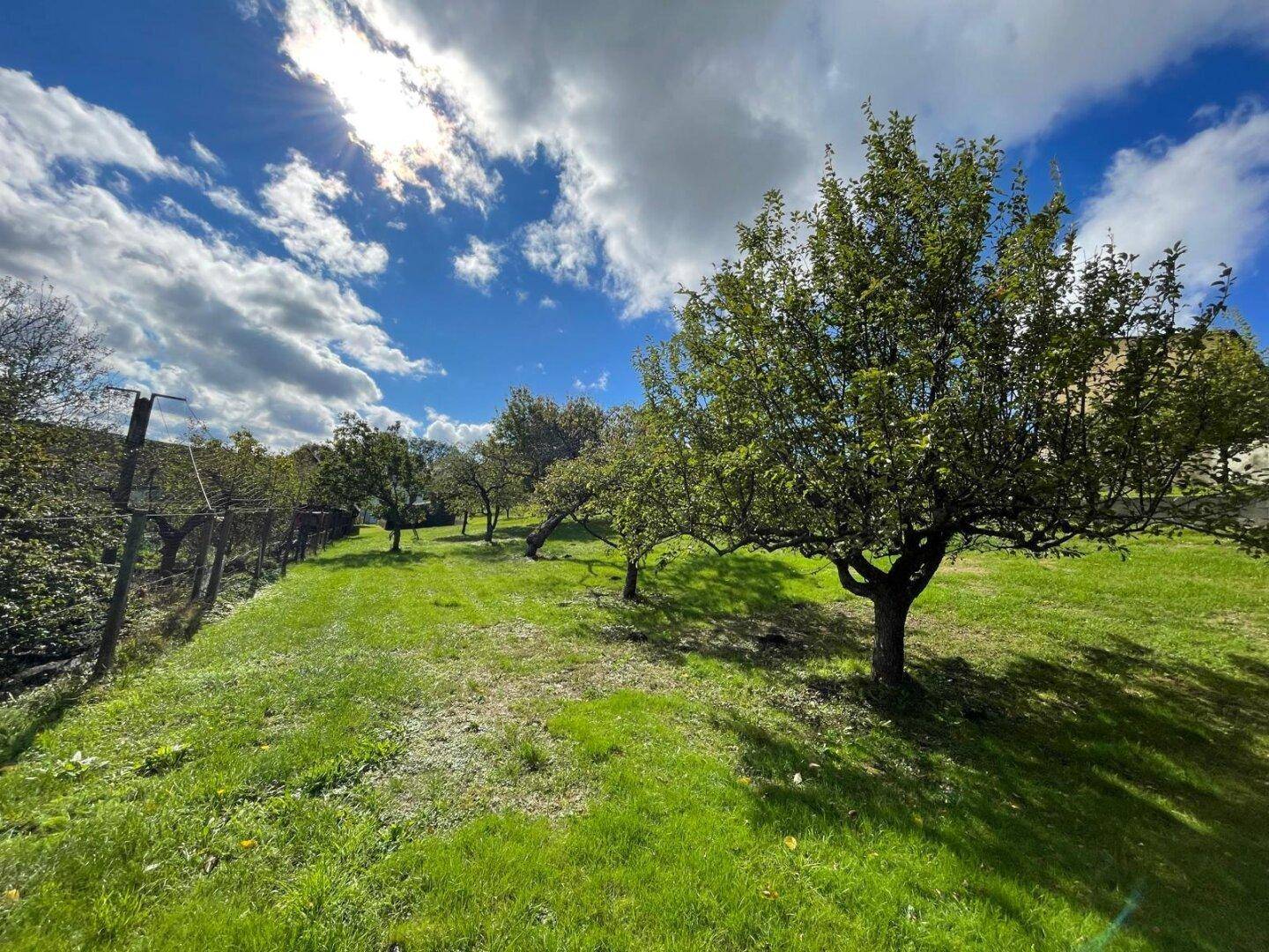 Großer Garten mit Rasenfläche und zahlreichen Obstbäumen.