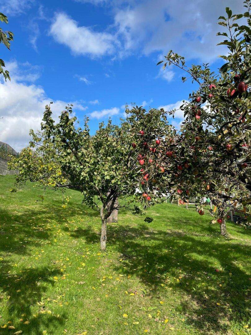 Obstbäume im Garten mit reifen Äpfeln und grüner Wiese.