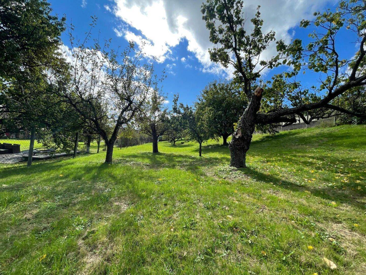 Idyllischer Garten mit alten Obstbäumen und weitläufiger Rasenfläche.